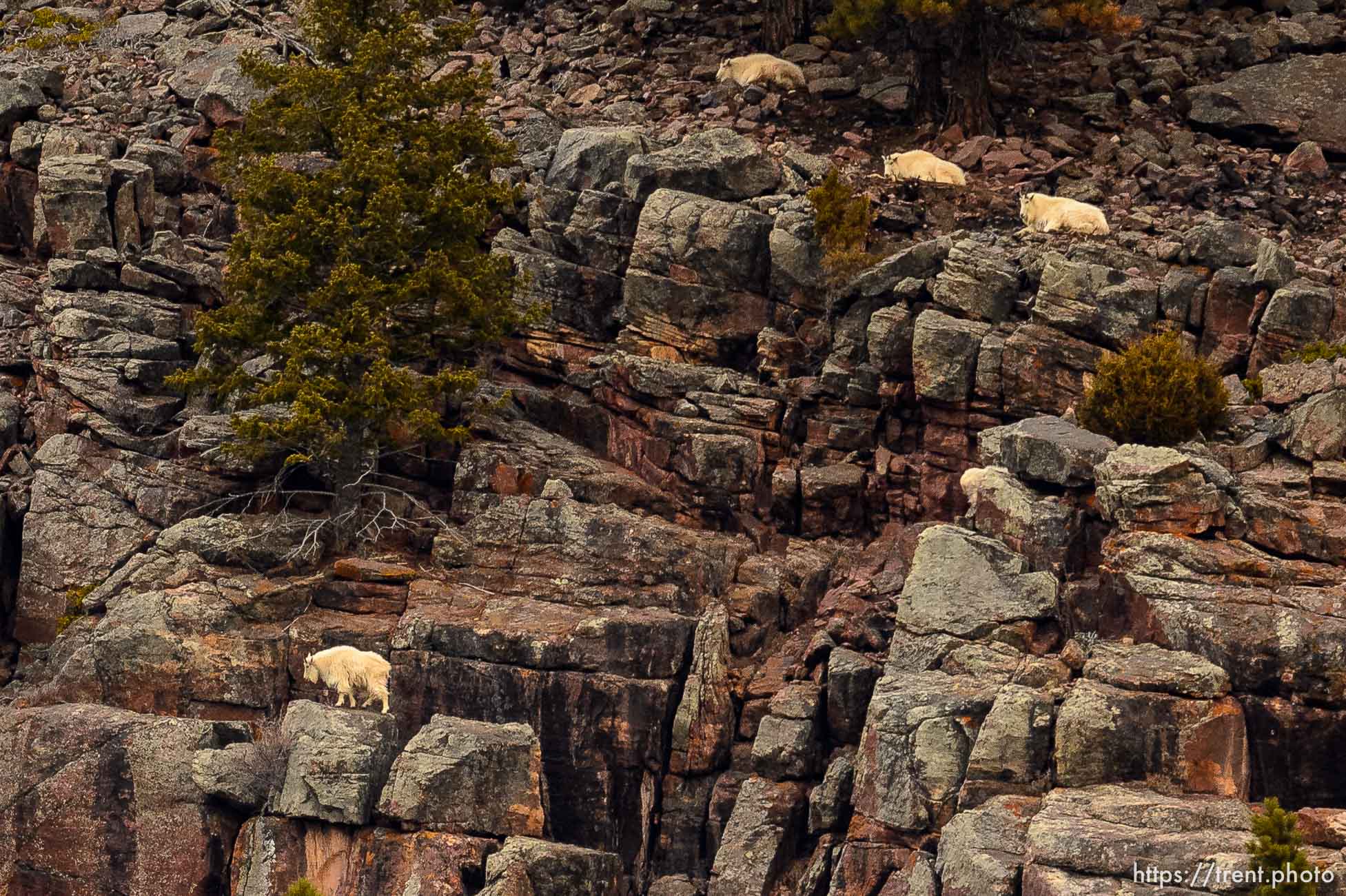 (Trent Nelson  |  The Salt Lake Tribune) Mountain goats during the Mountain Goat Watch near Upper Stillwater Dam on Saturday, March 20, 2021.