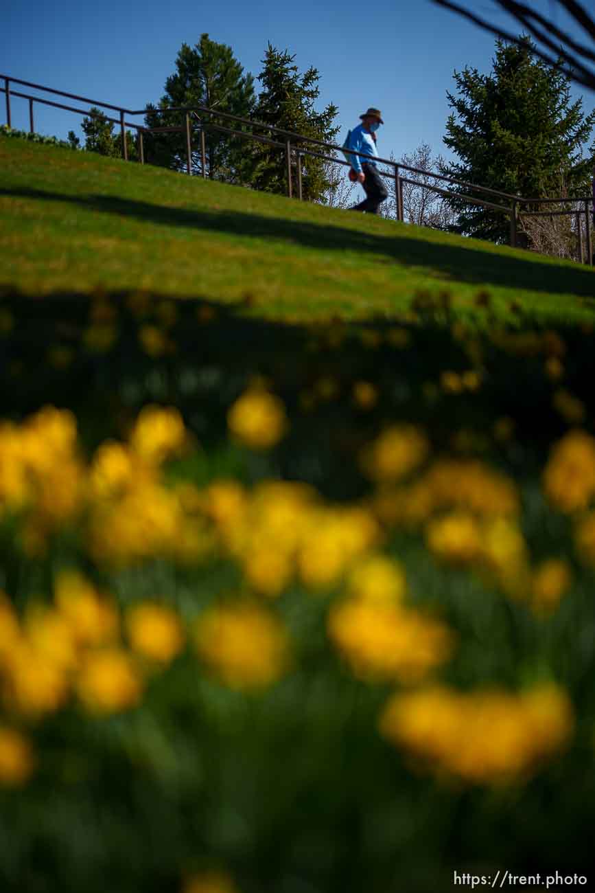 (Trent Nelson  |  The Salt Lake Tribune) 
at the Thanksgiving Point's Tulip Festival in Ashton Gardens in Lehi on Friday, April 9, 2021.