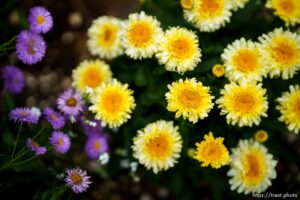 (Trent Nelson  |  The Salt Lake Tribune) Flowers in the garden at Table X in Salt Lake City on Wednesday, June 23, 2021.