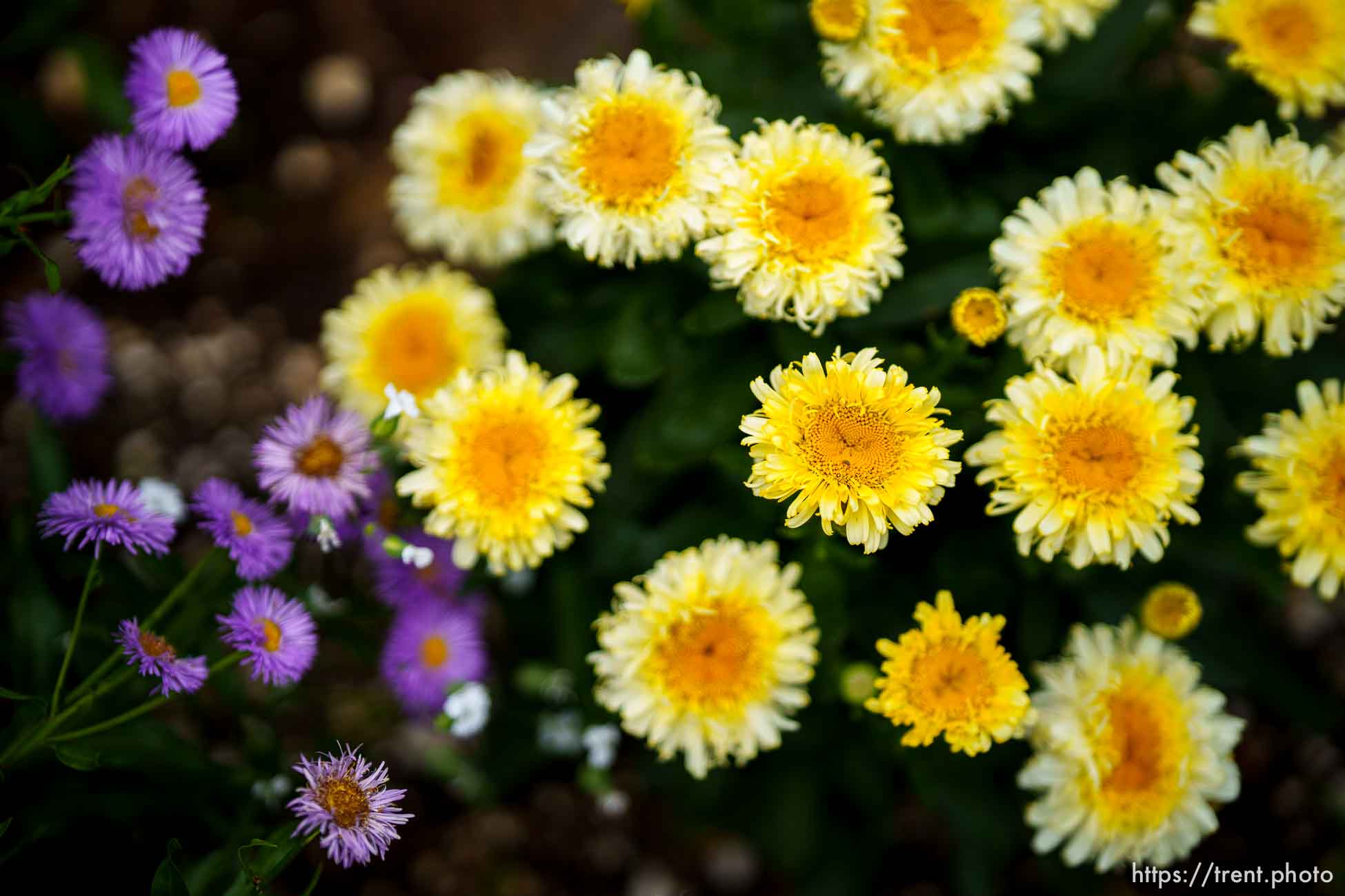 (Trent Nelson  |  The Salt Lake Tribune) Flowers in the garden at Table X in Salt Lake City on Wednesday, June 23, 2021.