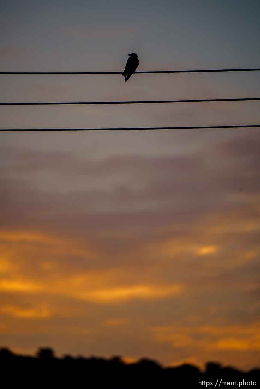 bird on wire, Moab on Thursday, July 15, 2021.