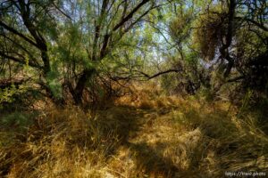 (Trent Nelson  |  The Salt Lake Tribune) Temple Springs area, St George on Thursday, June 10, 2021.