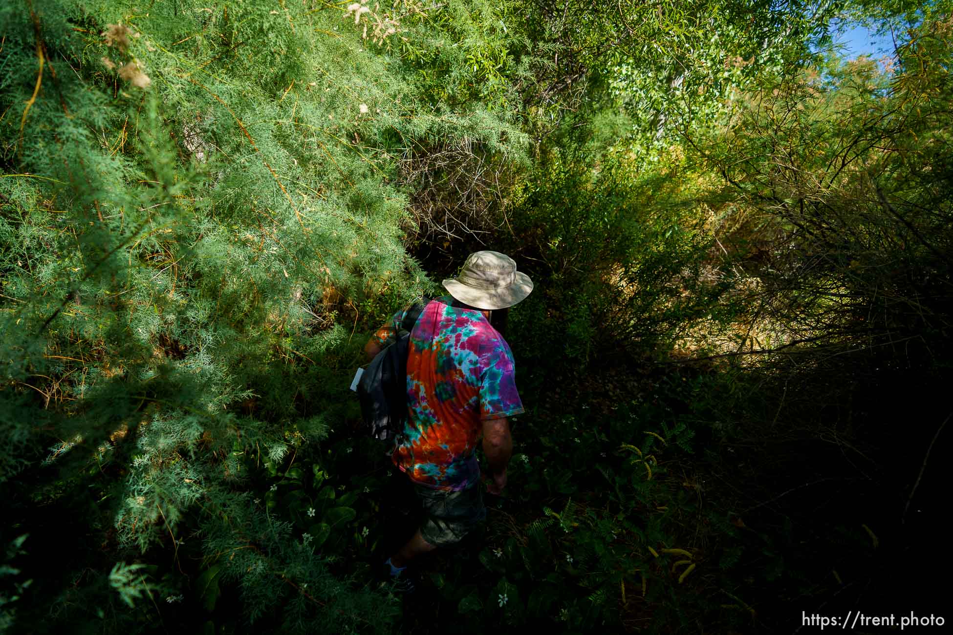 (Trent Nelson  |  The Salt Lake Tribune) Skyler Marshall looking through Royal Oaks Park in St. George on Friday, June 11, 2021. Marshall is the street outreach case manager for the nonprofit Youth Futures.