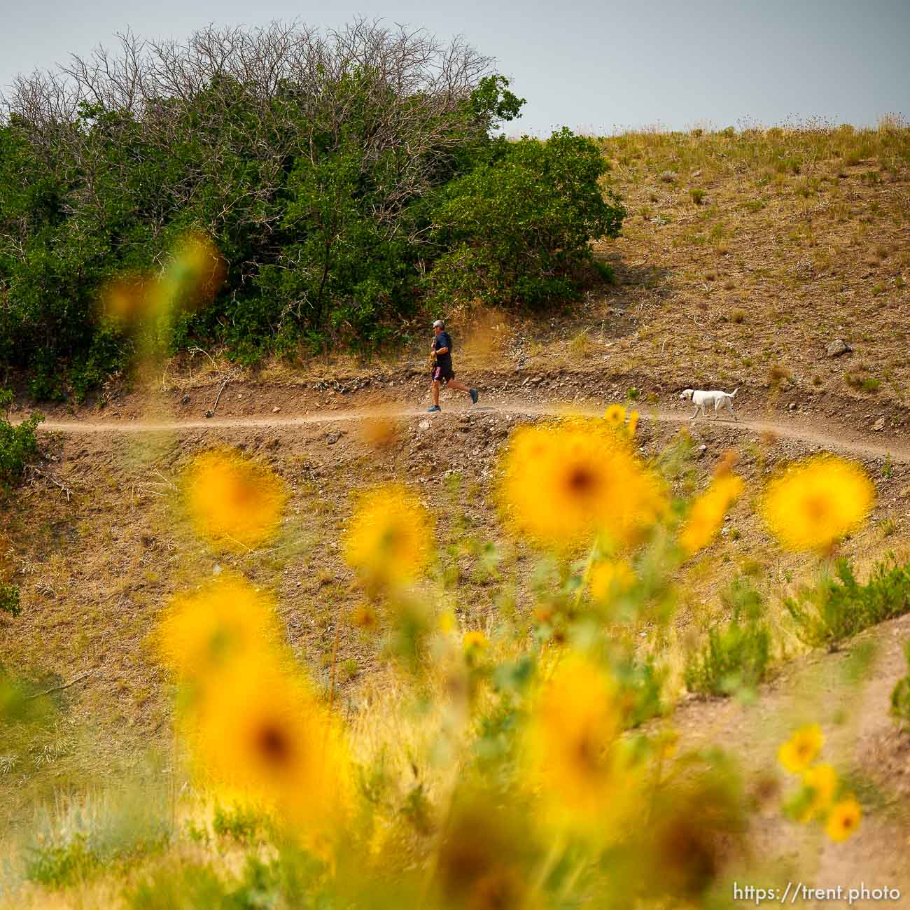 (Trent Nelson  |  The Salt Lake Tribune) The Bonneville Shoreline Trail, Valley View, in the Foothills Natural Area on Tuesday, Aug. 10, 2021.