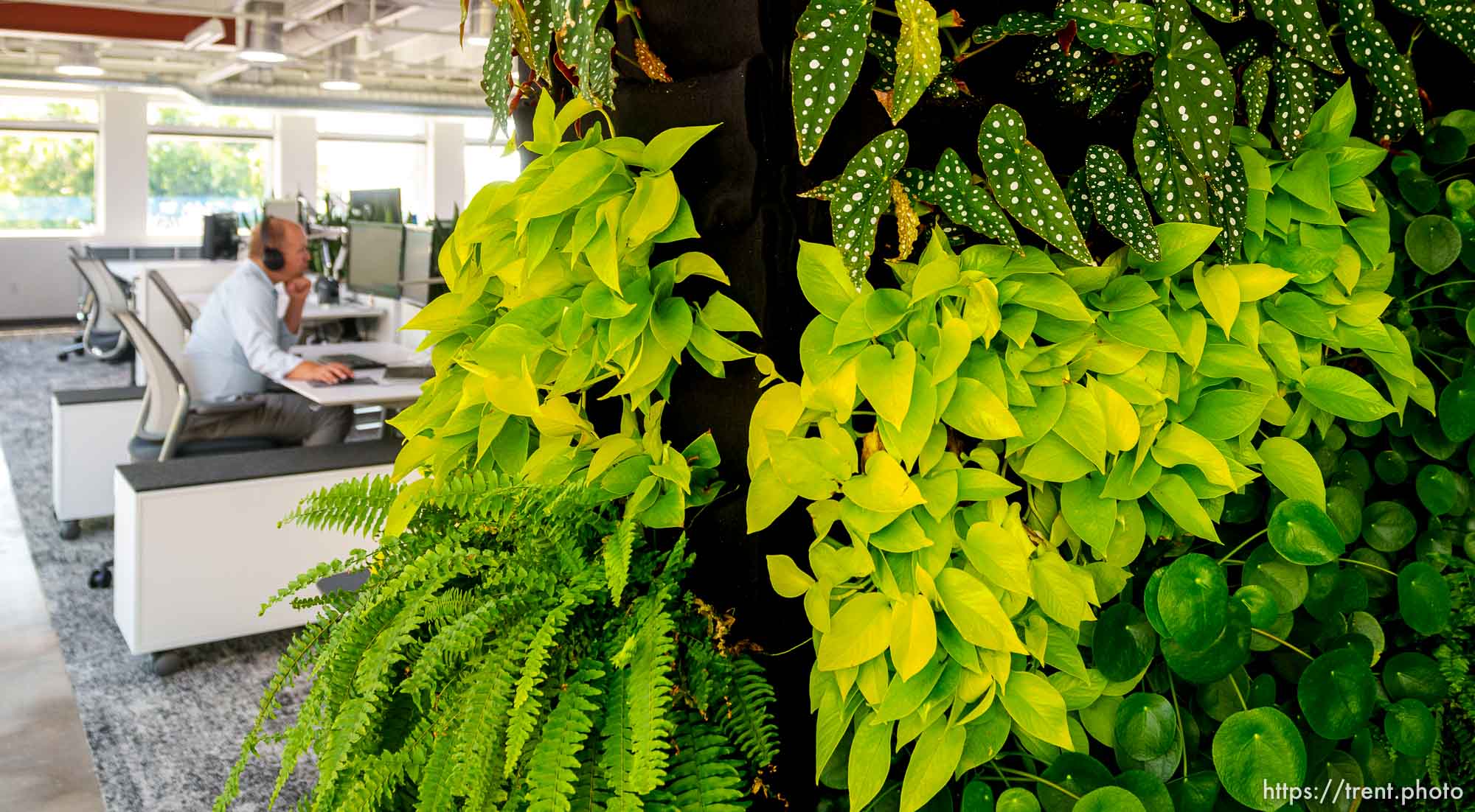 (Trent Nelson  |  The Salt Lake Tribune) A living wall in an open office space, watered via treated greywater at the offices of Arch Nexus in Salt Lake City on Wednesday, Aug. 11, 2021.