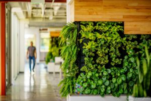 (Trent Nelson  |  The Salt Lake Tribune) A living wall in an open office space, watered via treated greywater at the offices of Arch Nexus in Salt Lake City on Wednesday, Aug. 11, 2021.