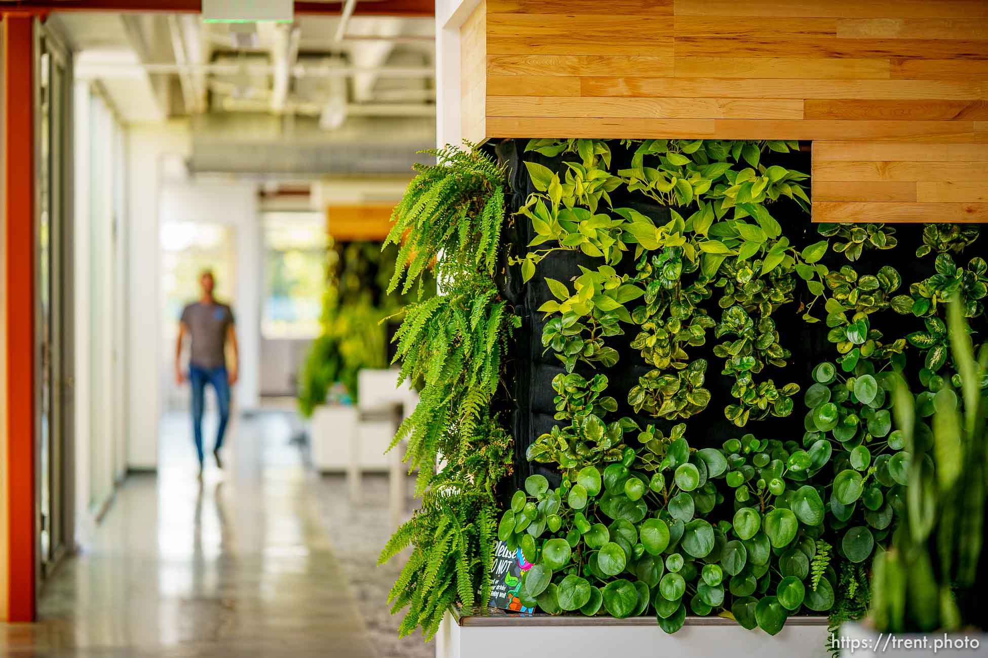 (Trent Nelson  |  The Salt Lake Tribune) A living wall in an open office space, watered via treated greywater at the offices of Arch Nexus in Salt Lake City on Wednesday, Aug. 11, 2021.