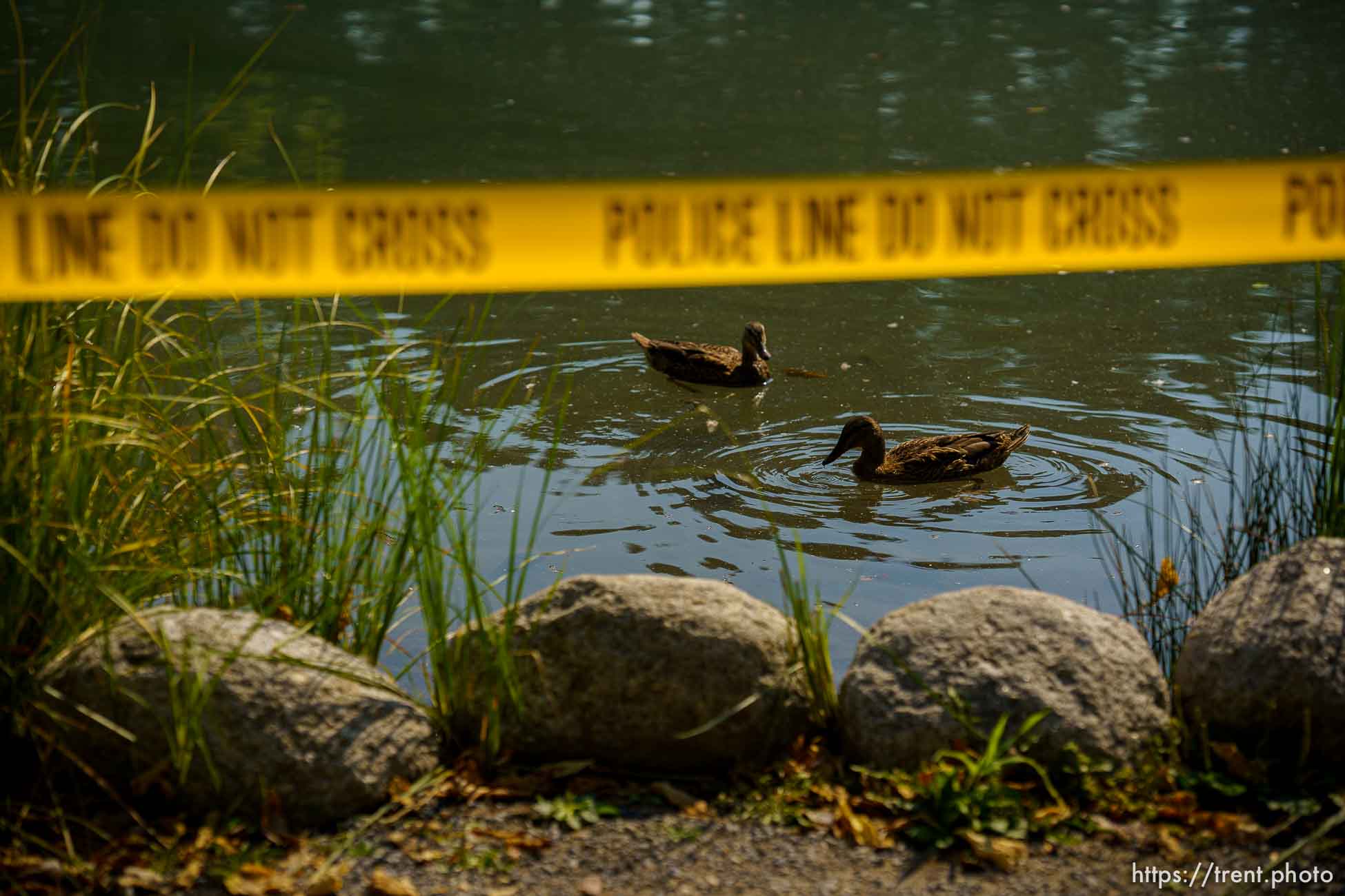 (Trent Nelson  |  The Salt Lake Tribune) Yellow tape surrounds the Fairmont Park Pond in Salt Lake City on Thursday, Sept. 9, 2021. Testing has revealed the potential presence of mercury.