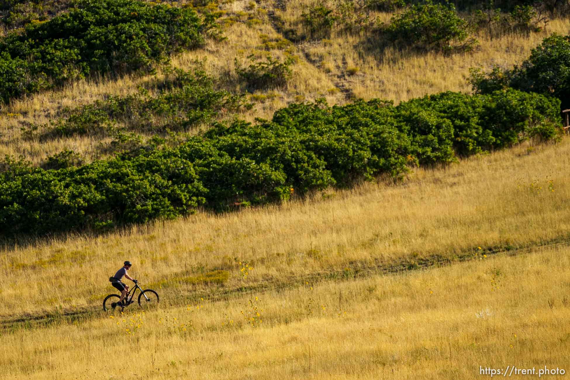 (Trent Nelson  |  The Salt Lake Tribune) A mountain biker rides the Meadow trail in the Salt Lake City foothills on Friday, Sept. 17, 2021.