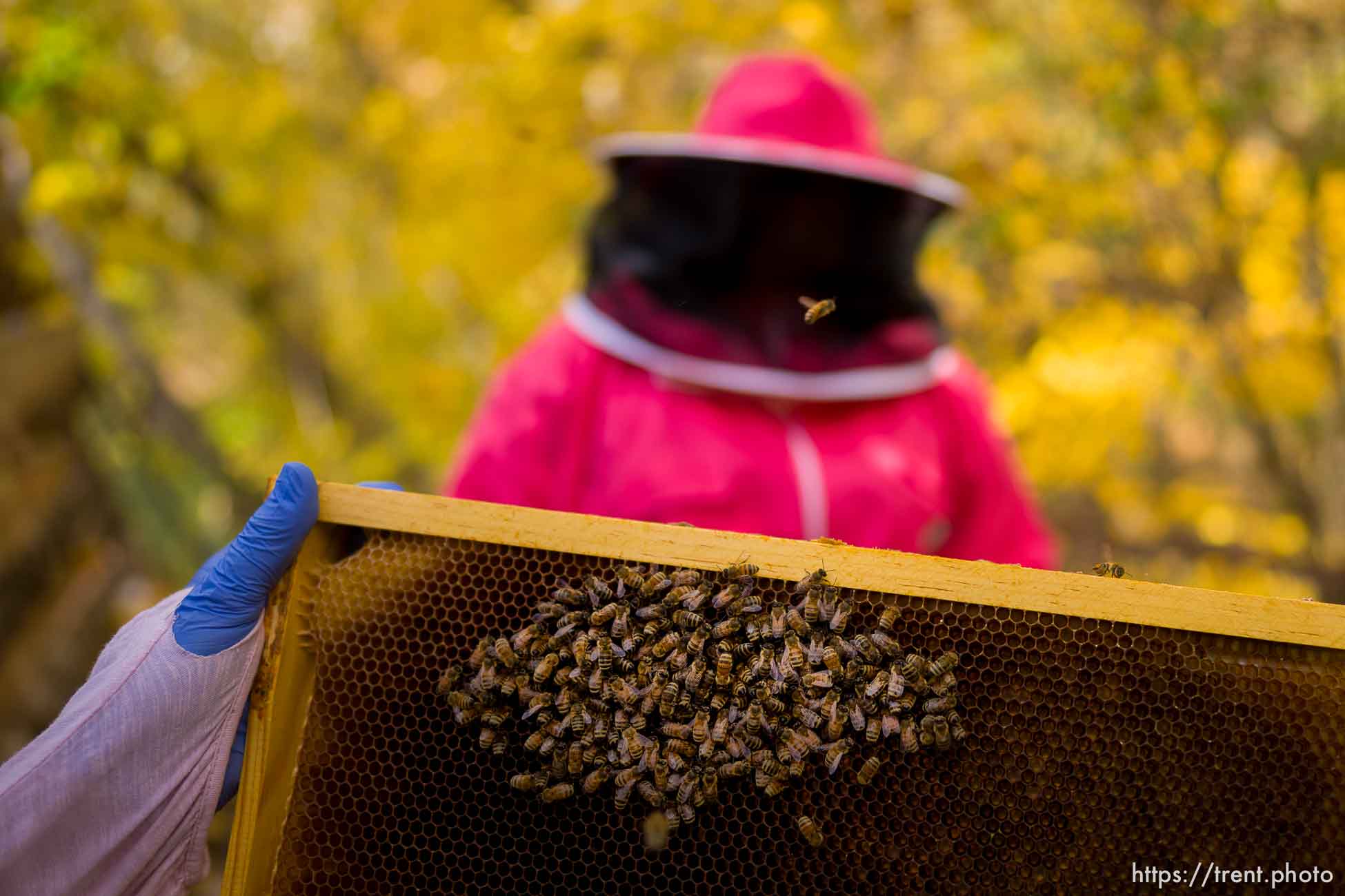 (Trent Nelson  |  The Salt Lake Tribune) Jes Silverman and Amber Lawvor inspect bees in Salt Lake City on Saturday, Oct. 30, 2021. The hive would normally be at on the top of the Salt Lake City public library but have been moved during renovations to the building.