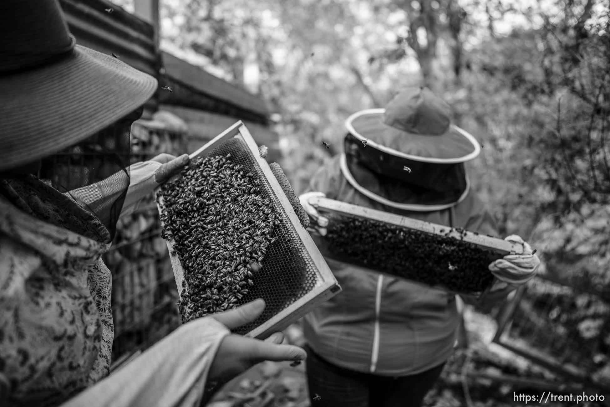 (Trent Nelson  |  The Salt Lake Tribune) Jes Silverman and Amber Lawvor inspect bees in Salt Lake City on Saturday, Oct. 30, 2021. The hive would normally be at on the top of the Salt Lake City public library but have been moved during renovations to the building.