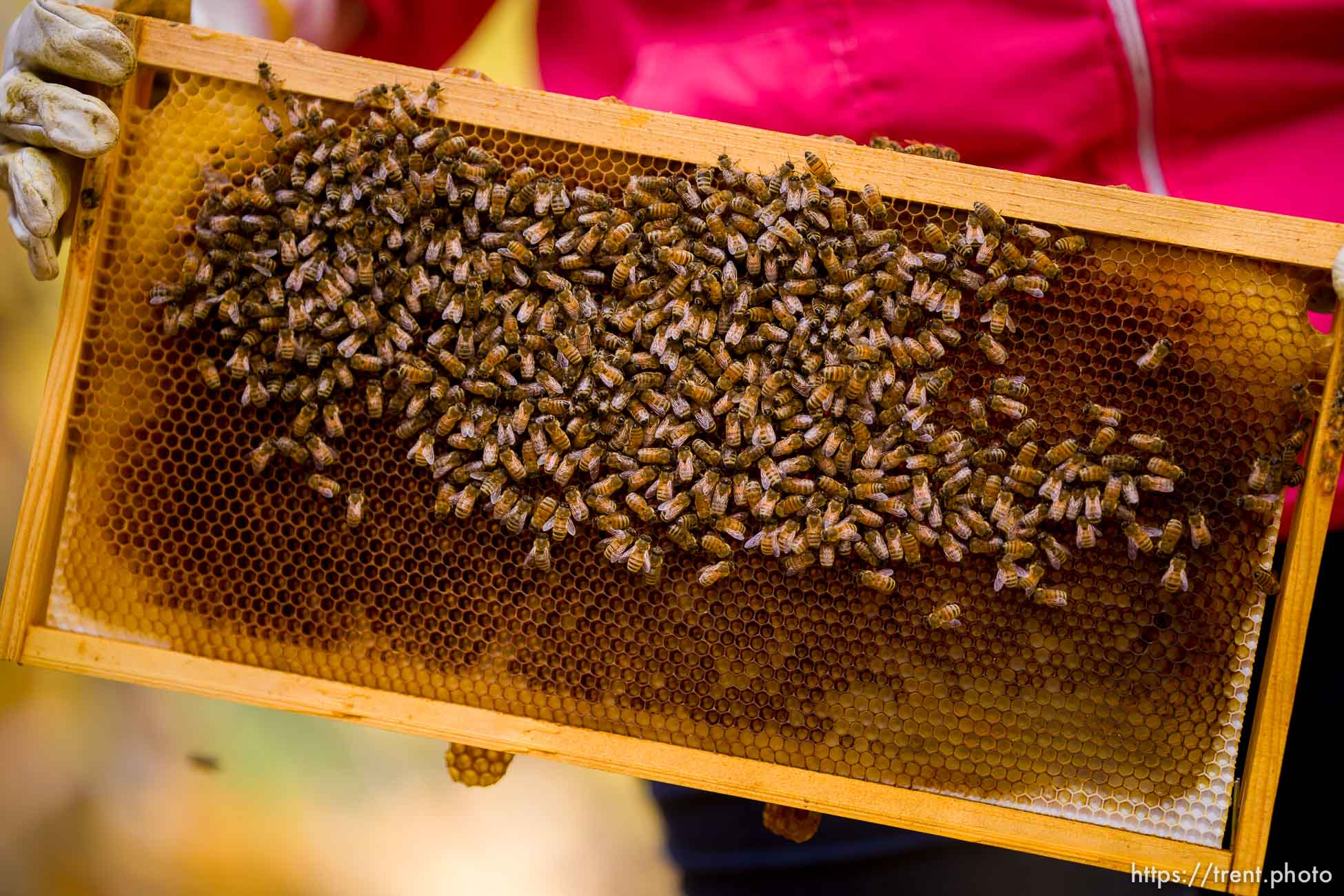 (Trent Nelson  |  The Salt Lake Tribune) Beekeeper Amber Lawvor inspects bees in Salt Lake City on Saturday, Oct. 30, 2021. The hive would normally be at on the top of the Salt Lake City public library but have been moved during renovations to the building.