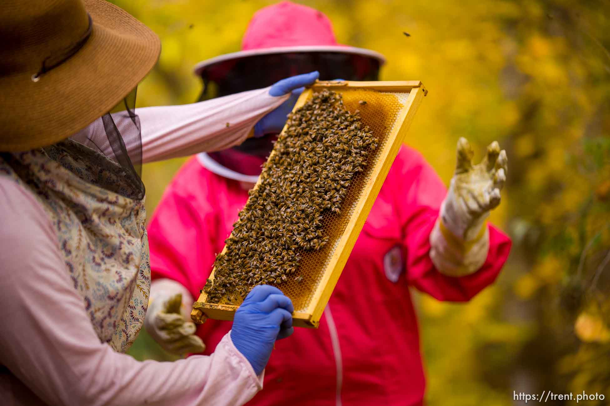 (Trent Nelson  |  The Salt Lake Tribune) Jes Silverman and Amber Lawvor inspect bees in Salt Lake City on Saturday, Oct. 30, 2021. The hive would normally be at on the top of the Salt Lake City public library but have been moved during renovations to the building.