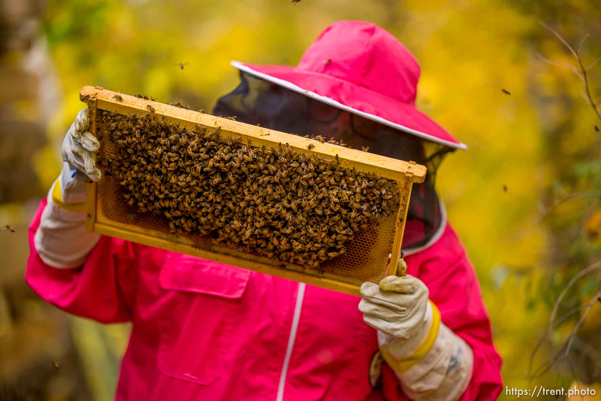 (Trent Nelson  |  The Salt Lake Tribune) Beekeeper Amber Lawvor inspects bees in Salt Lake City on Saturday, Oct. 30, 2021. The hive would normally be at on the top of the Salt Lake City public library but have been moved during renovations to the building.