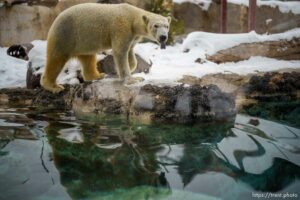 (Trent Nelson  |  The Salt Lake Tribune) Neva, a 5-year-old female polar bear, explores her new home in the Rocky Shores exhibit at Hogle Zoo in Salt Lake City on Tuesday, Jan. 4, 2022.