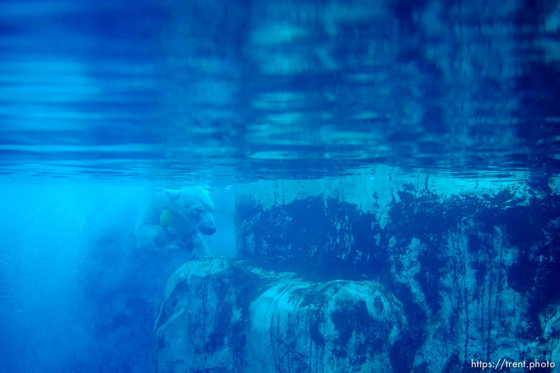 (Trent Nelson  |  The Salt Lake Tribune) Neva, a 5-year-old female polar bear, explores her new home in the Rocky Shores exhibit at Hogle Zoo in Salt Lake City on Tuesday, Jan. 4, 2022.