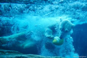 (Trent Nelson  |  The Salt Lake Tribune) Neva, a 5-year-old female polar bear, explores her new home in the Rocky Shores exhibit at Hogle Zoo in Salt Lake City on Tuesday, Jan. 4, 2022.