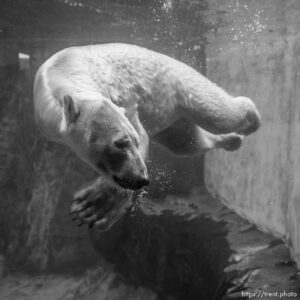 (Trent Nelson  |  The Salt Lake Tribune) Neva, a 5-year-old female polar bear, explores her new home in the Rocky Shores exhibit at Hogle Zoo in Salt Lake City on Tuesday, Jan. 4, 2022.