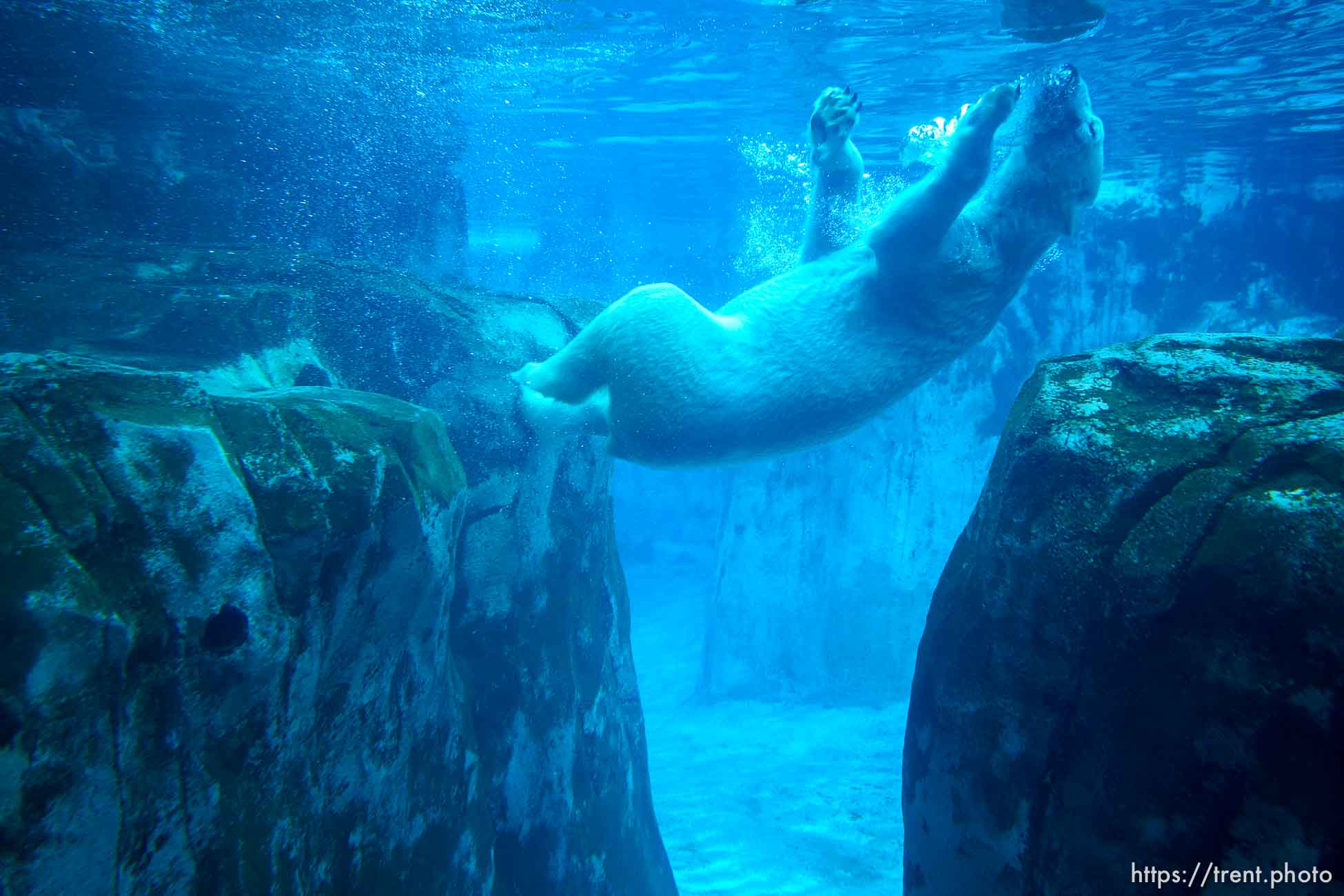 (Trent Nelson  |  The Salt Lake Tribune) Neva, a 5-year-old female polar bear, explores her new home in the Rocky Shores exhibit at Hogle Zoo in Salt Lake City on Tuesday, Jan. 4, 2022.