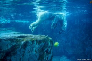 (Trent Nelson  |  The Salt Lake Tribune) Neva, a 5-year-old female polar bear, explores her new home in the Rocky Shores exhibit at Hogle Zoo in Salt Lake City on Tuesday, Jan. 4, 2022.