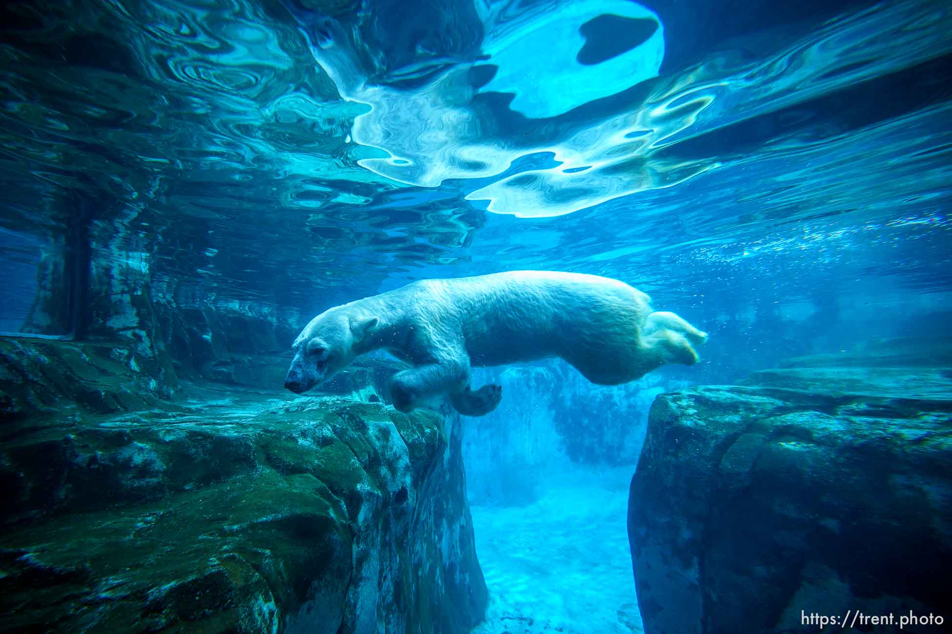 (Trent Nelson  |  The Salt Lake Tribune) Neva, a 5-year-old female polar bear, explores her new home in the Rocky Shores exhibit at Hogle Zoo in Salt Lake City on Tuesday, Jan. 4, 2022.