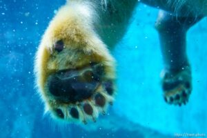 (Trent Nelson  |  The Salt Lake Tribune) Neva, a 5-year-old female polar bear, explores her new home in the Rocky Shores exhibit at Hogle Zoo in Salt Lake City on Tuesday, Jan. 4, 2022.