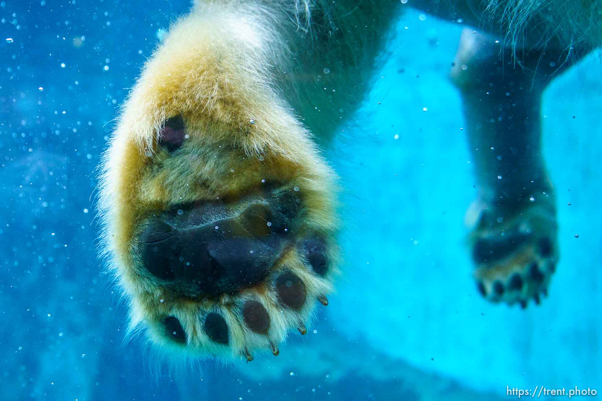 (Trent Nelson  |  The Salt Lake Tribune) Neva, a 5-year-old female polar bear, explores her new home in the Rocky Shores exhibit at Hogle Zoo in Salt Lake City on Tuesday, Jan. 4, 2022.