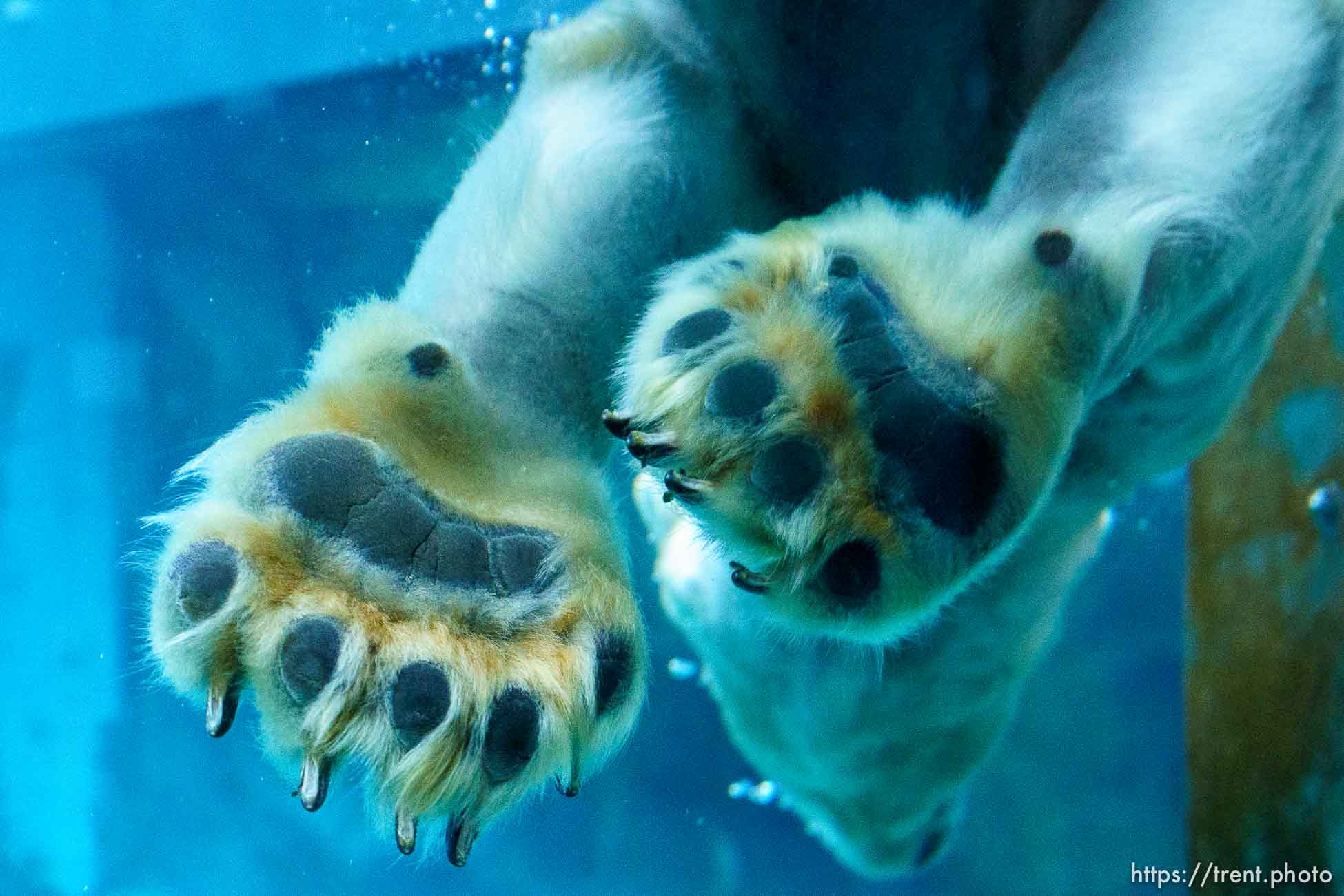 (Trent Nelson  |  The Salt Lake Tribune) Neva, a 5-year-old female polar bear, explores her new home in the Rocky Shores exhibit at Hogle Zoo in Salt Lake City on Tuesday, Jan. 4, 2022.