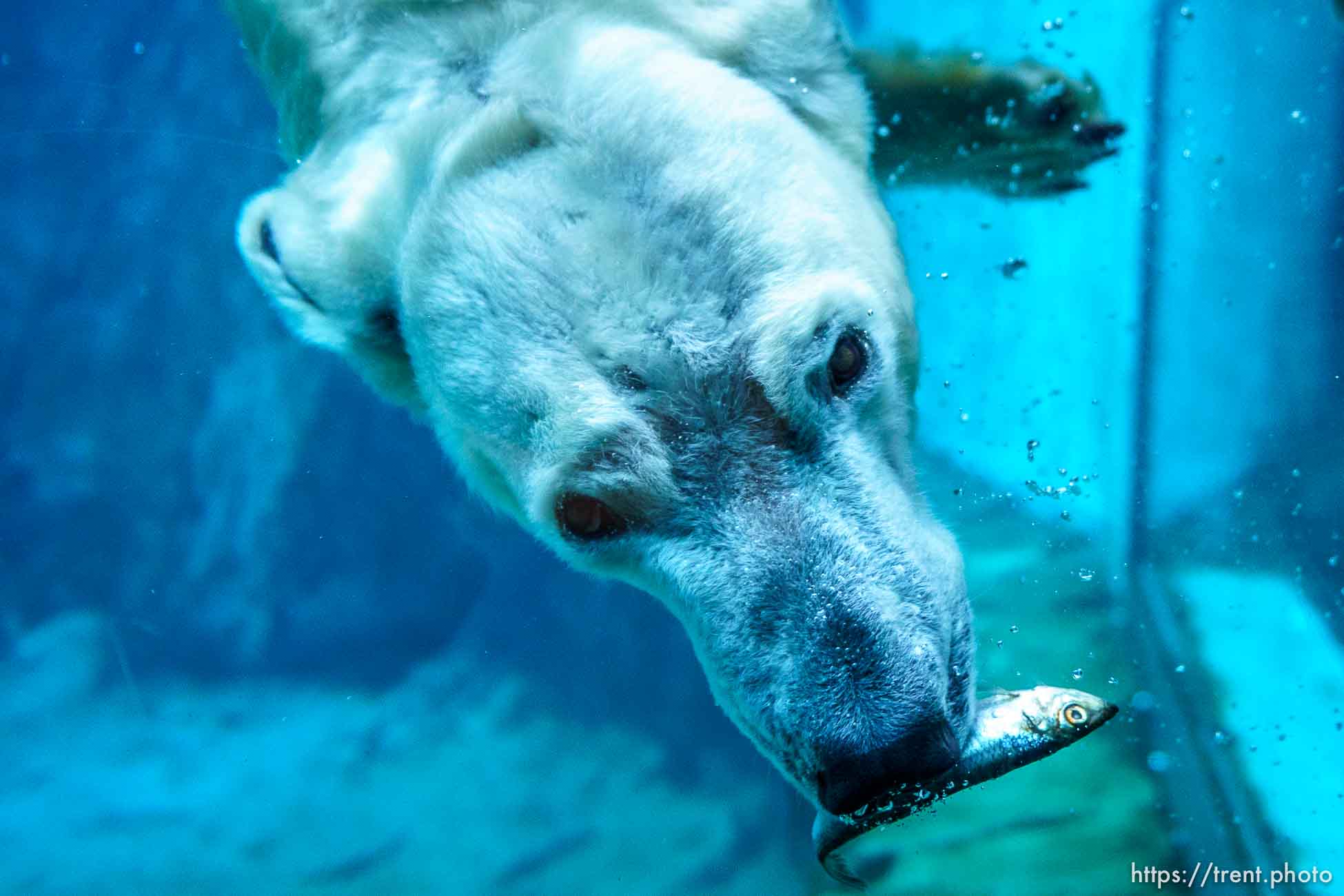 (Trent Nelson  |  The Salt Lake Tribune) Neva, a 5-year-old female polar bear, explores her new home in the Rocky Shores exhibit at Hogle Zoo in Salt Lake City on Tuesday, Jan. 4, 2022.