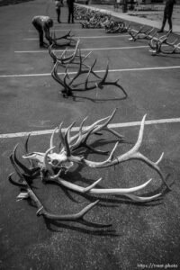 (Trent Nelson  |  The Salt Lake Tribune) Antlers recovered during poaching investigations over the last six years are auctioned off by the Utah Division of Wildlife Resources at the Lee Kay Public Shooting Range in Salt Lake City on Monday, April 25, 2022.