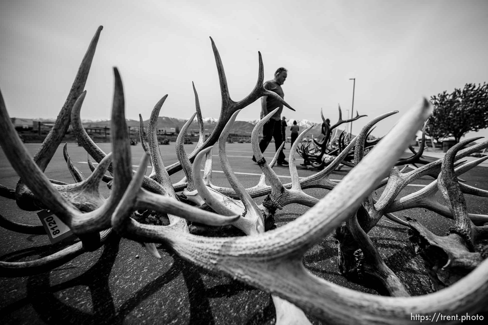 (Trent Nelson  |  The Salt Lake Tribune) Antlers recovered during poaching investigations over the last six years are auctioned off by the Utah Division of Wildlife Resources at the Lee Kay Public Shooting Range in Salt Lake City on Monday, April 25, 2022.