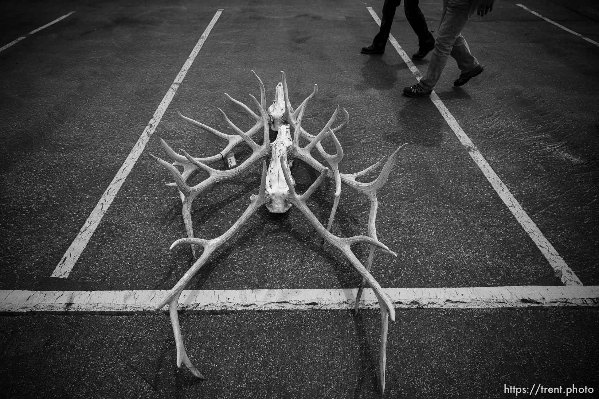 (Trent Nelson  |  The Salt Lake Tribune) Elk antlers at an auction of antlers and furs recovered during poaching investigations by the Utah Division of Wildlife Resources at the Lee Kay Public Shooting Range in Salt Lake City on Monday, April 25, 2022.