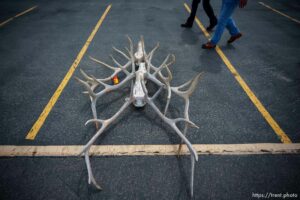 (Trent Nelson  |  The Salt Lake Tribune) Elk antlers at an auction of antlers and furs recovered during poaching investigations by the Utah Division of Wildlife Resources at the Lee Kay Public Shooting Range in Salt Lake City on Monday, April 25, 2022.