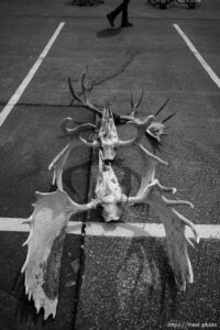 (Trent Nelson  |  The Salt Lake Tribune) Moose antlers at an auction of antlers and furs recovered during poaching investigations by the Utah Division of Wildlife Resources at the Lee Kay Public Shooting Range in Salt Lake City on Monday, April 25, 2022.