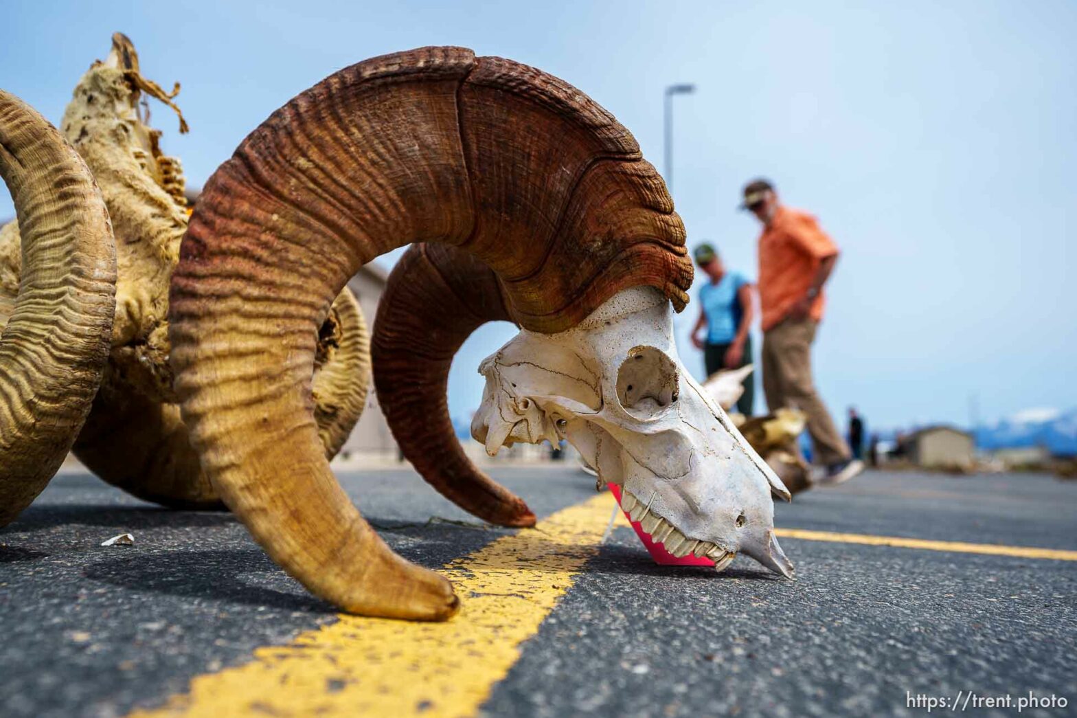 Antler Auction