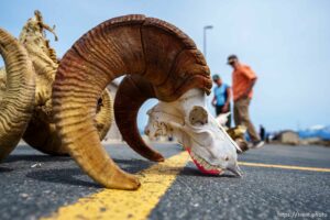 (Trent Nelson  |  The Salt Lake Tribune) Bighorn sheep skulls at an auction of antlers and furs recovered during poaching investigations by the Utah Division of Wildlife Resources at the Lee Kay Public Shooting Range in Salt Lake City on Monday, April 25, 2022.