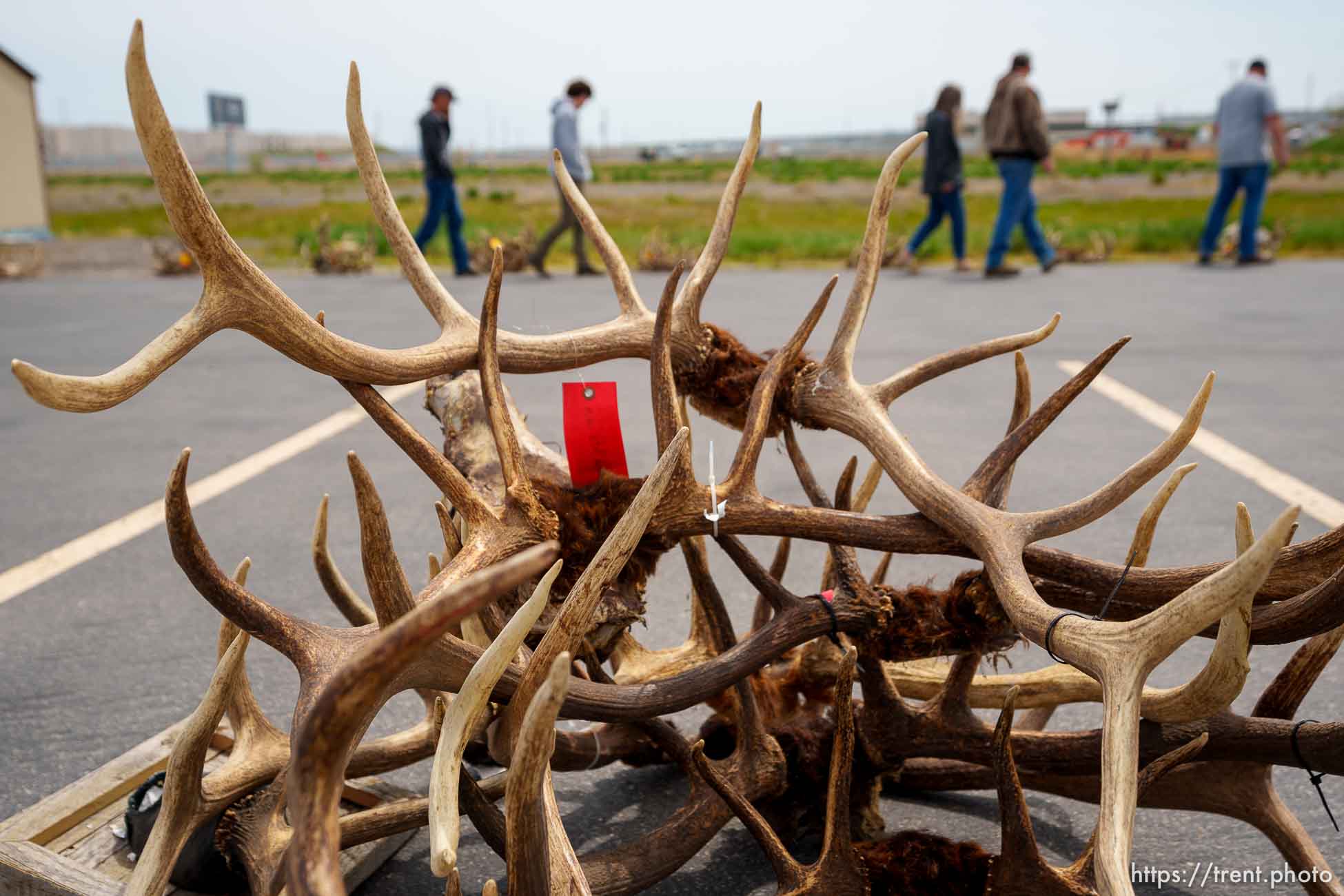 (Trent Nelson  |  The Salt Lake Tribune) Antlers recovered during poaching investigations over the last six years are auctioned off by the Utah Division of Wildlife Resources at the Lee Kay Public Shooting Range in Salt Lake City on Monday, April 25, 2022.