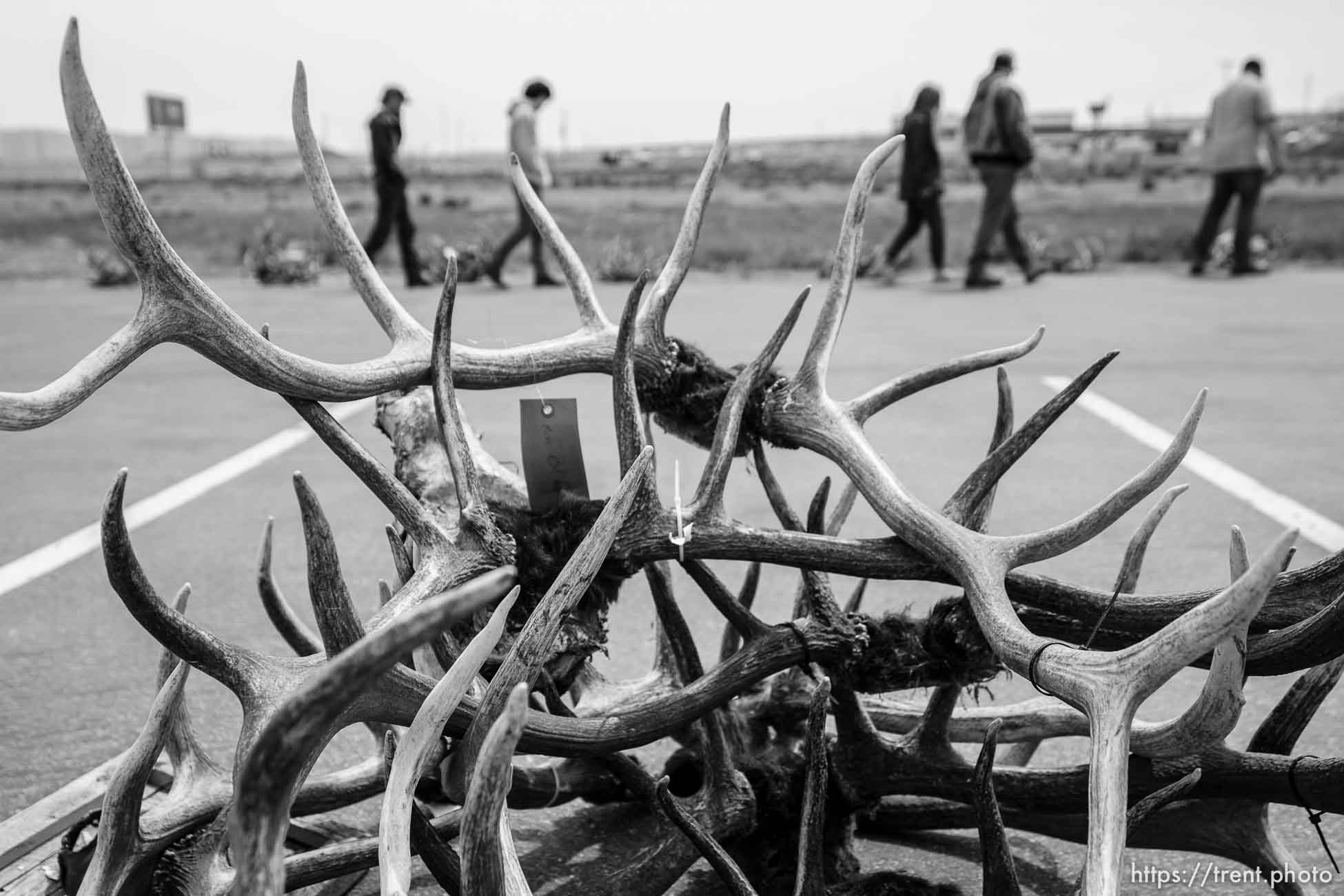 (Trent Nelson  |  The Salt Lake Tribune) Antlers recovered during poaching investigations over the last six years are auctioned off by the Utah Division of Wildlife Resources at the Lee Kay Public Shooting Range in Salt Lake City on Monday, April 25, 2022.