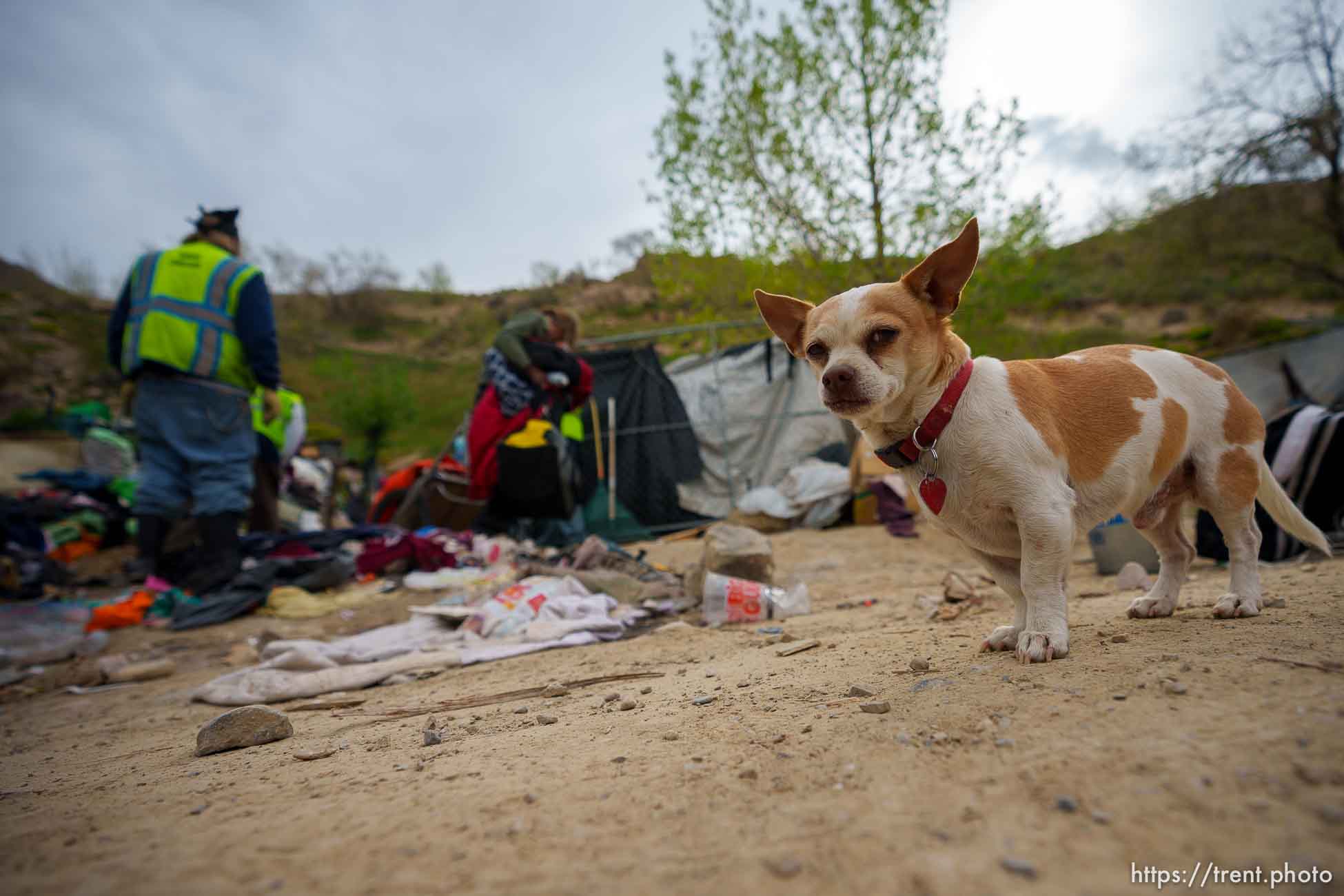 (Trent Nelson  |  The Salt Lake Tribune) A dog looks on as camps are cleared east of Victory Road in the foothills north of Salt Lake City on Wednesday, April 27, 2022.
