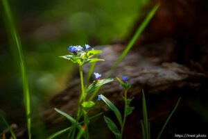 (Trent Nelson  |  The Salt Lake Tribune) Along the Discovery Trail in Summit County on Wednesday, May 18, 2022.