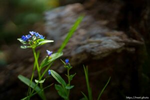 (Trent Nelson  |  The Salt Lake Tribune) Along the Discovery Trail in Summit County on Wednesday, May 18, 2022.