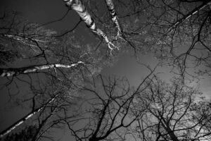 (Trent Nelson  |  The Salt Lake Tribune) Aspens on the Discovery Trail in Summit County on Wednesday, May 18, 2022.