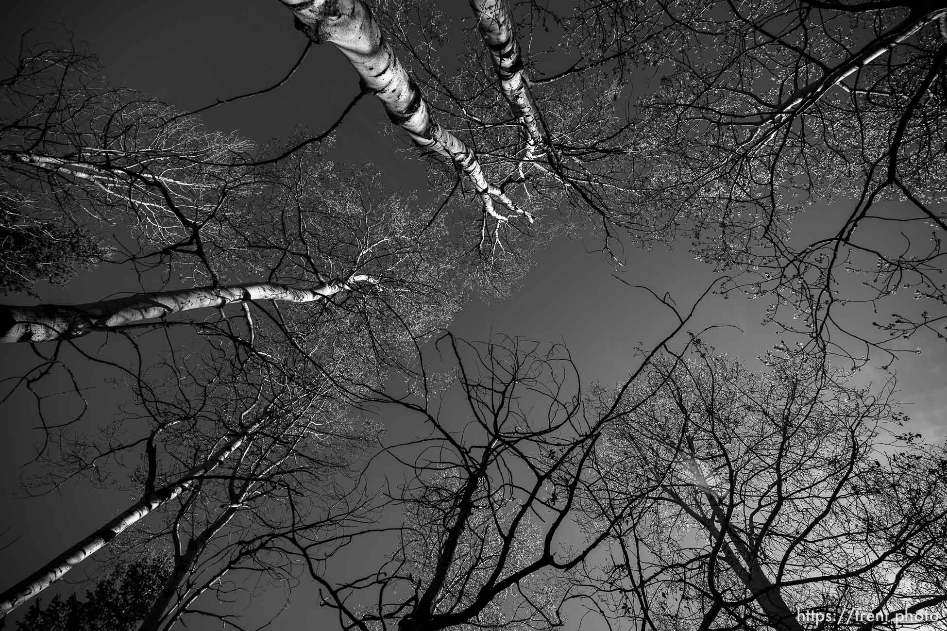 (Trent Nelson  |  The Salt Lake Tribune) Aspens on the Discovery Trail in Summit County on Wednesday, May 18, 2022.