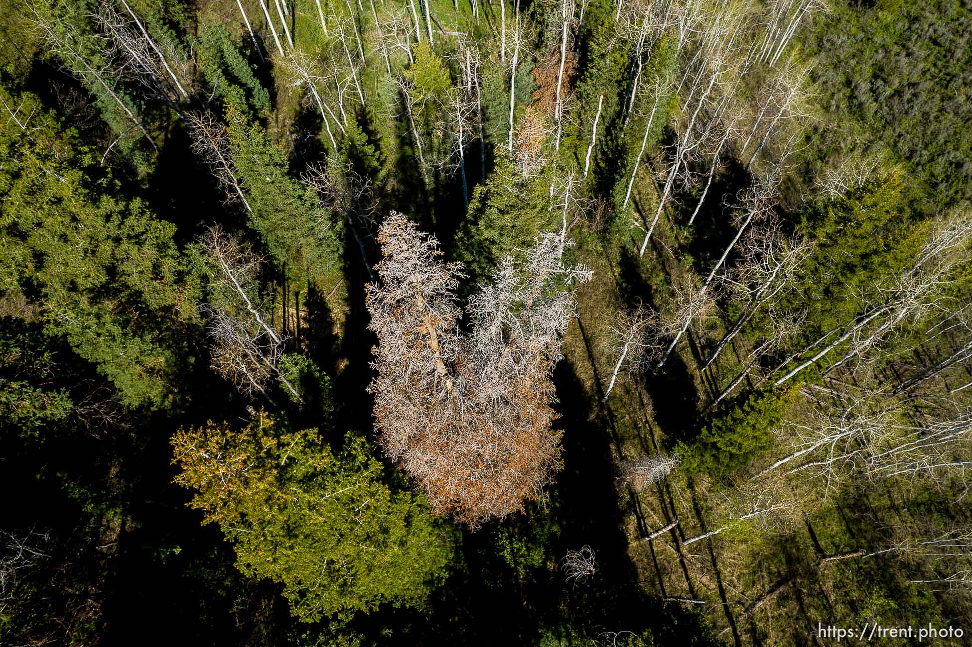 (Trent Nelson  |  The Salt Lake Tribune) Trees near the Discovery Trail in Summit County on Wednesday, May 18, 2022.