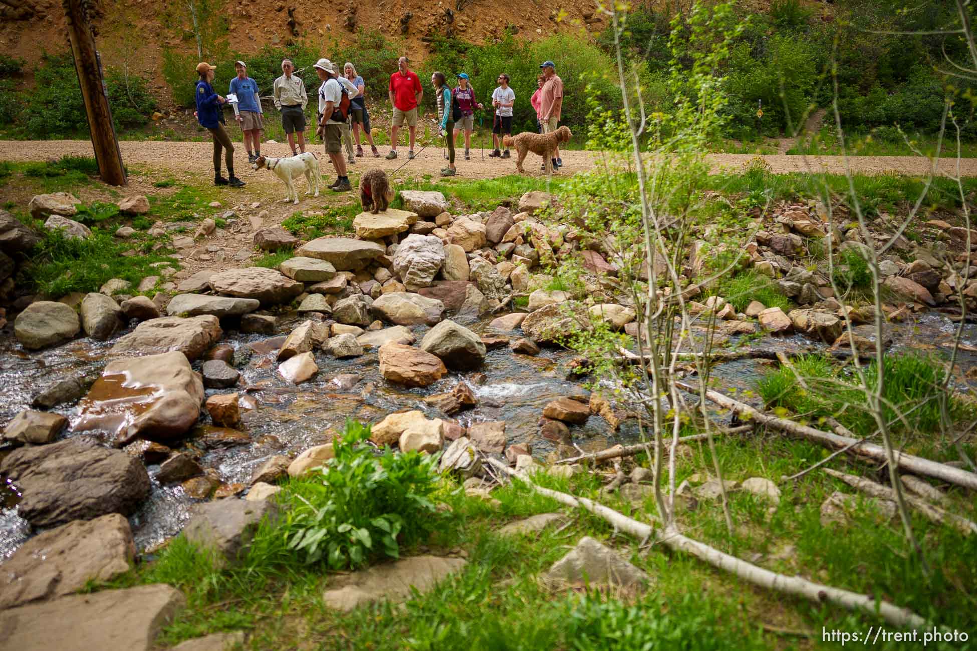 (Trent Nelson  |  The Salt Lake Tribune) Caitlin Willard leads a Hops Hunters Hike in Empire Canyon, Park City on Wednesday, June 8, 2022. The hikes, organized by the Summit Land Conservancy, bring awareness to wild hops in Utah.