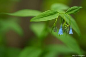 (Trent Nelson  |  The Salt Lake Tribune) Bluebell in Empire Canyon, Park City on Wednesday, June 8, 2022.