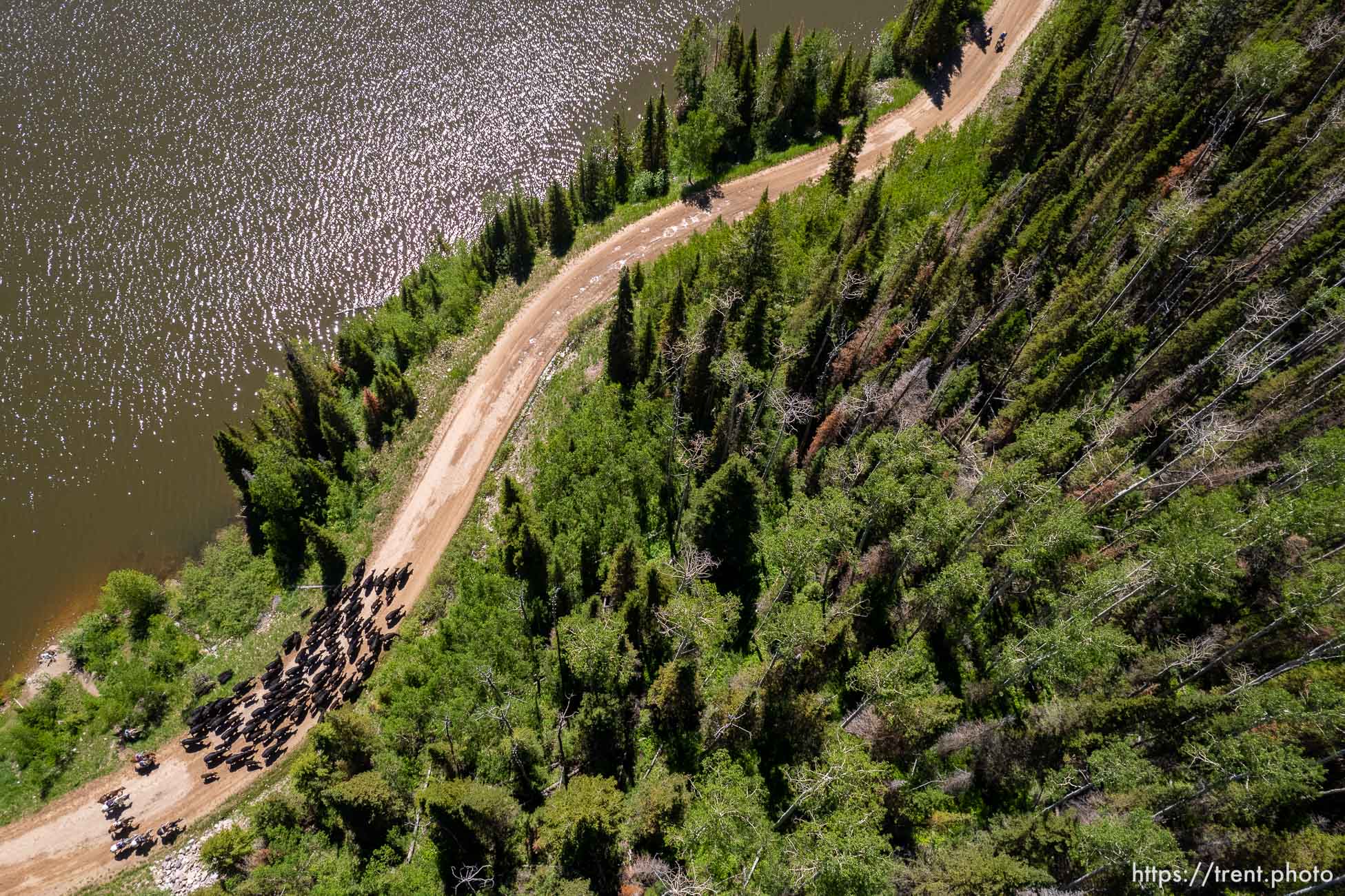 (Trent Nelson  |  The Salt Lake Tribune) Cattle drive at Smith and Morehouse Reservoir on Tuesday, June 21, 2022.