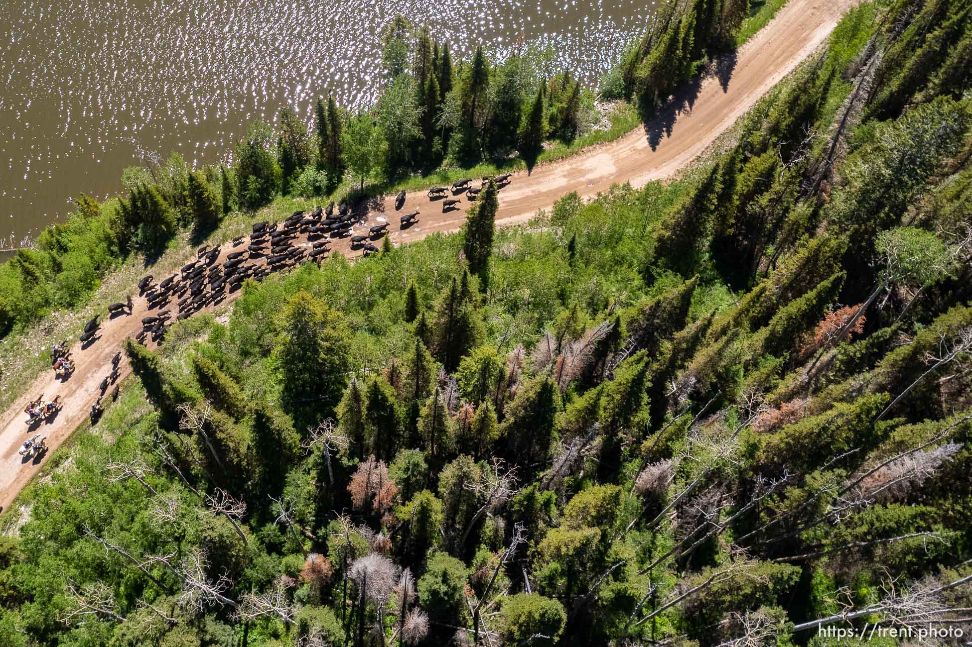 (Trent Nelson  |  The Salt Lake Tribune) Cattle drive at Smith and Morehouse Reservoir on Tuesday, June 21, 2022.