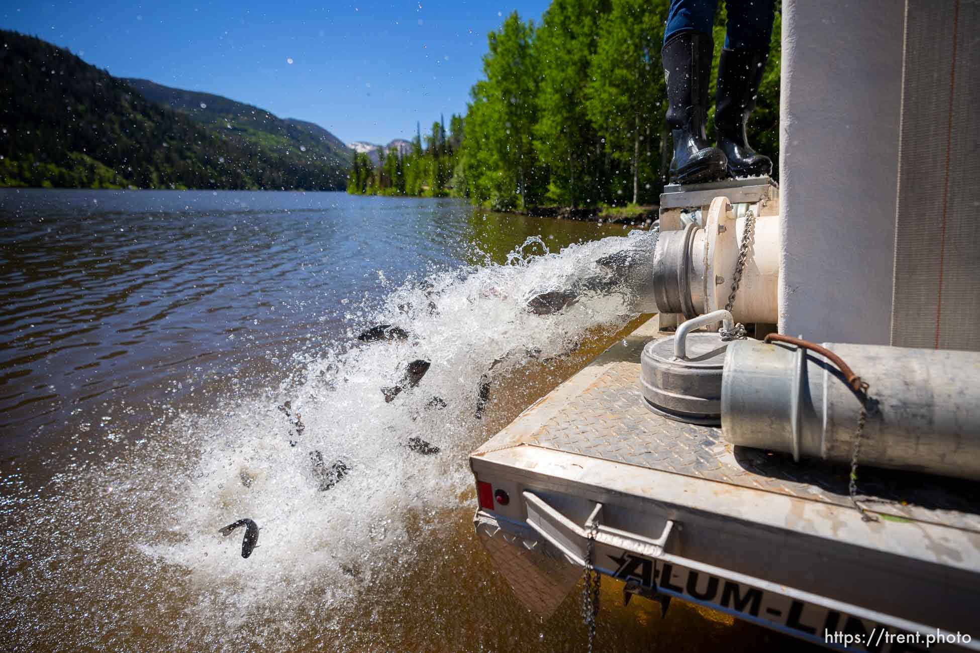 (Trent Nelson  |  The Salt Lake Tribune) Rainbow trout are put into Smith and Morehouse Reservoir by Utah's Division of Wildlife Resources on Tuesday, June 21, 2022.