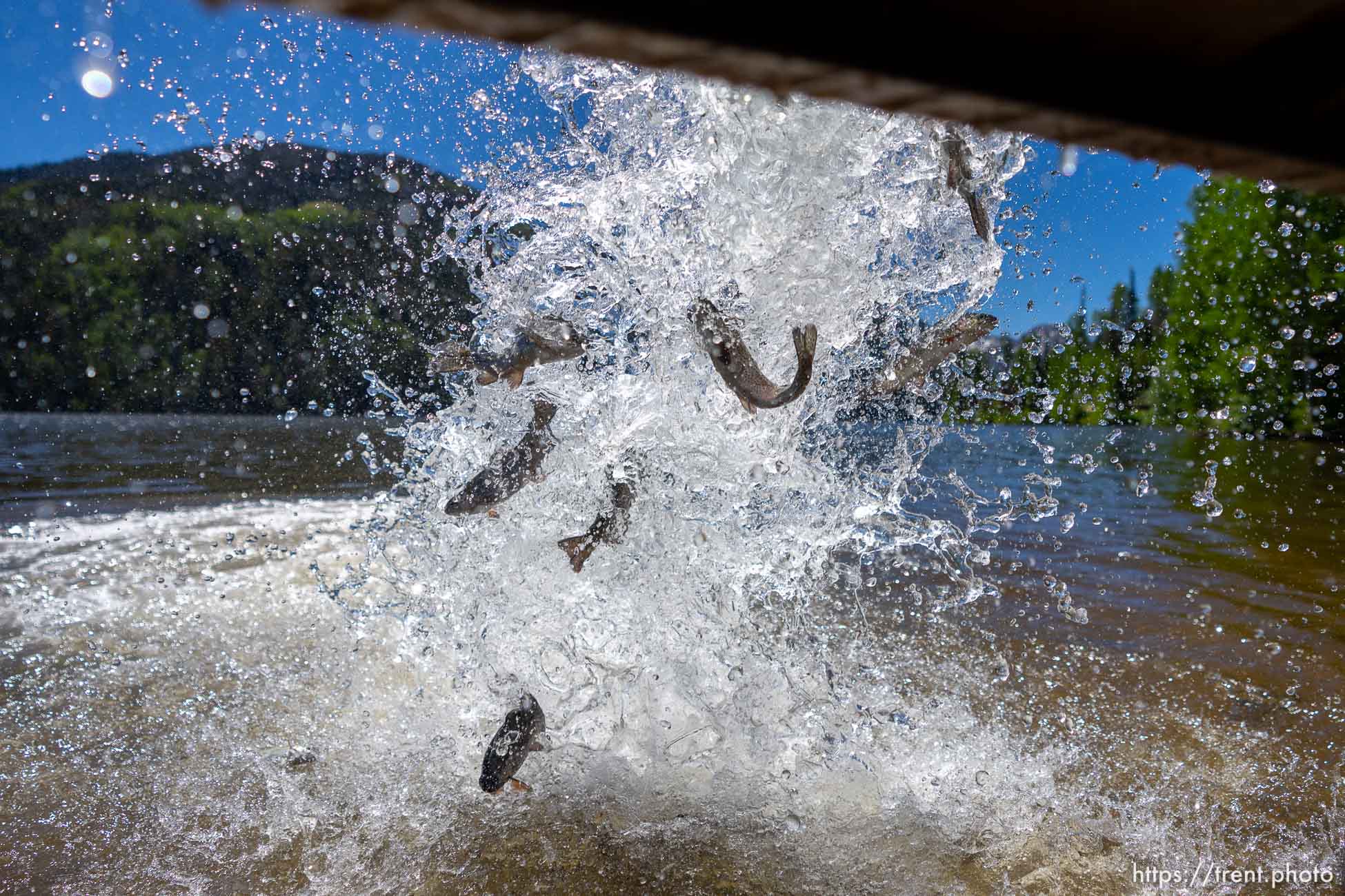 (Trent Nelson  |  The Salt Lake Tribune) Rainbow trout are put into Smith and Morehouse Reservoir by Utah's Division of Wildlife Resources on Tuesday, June 21, 2022.